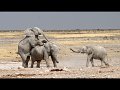 41 - Three elephants - TOFT DAVID - england